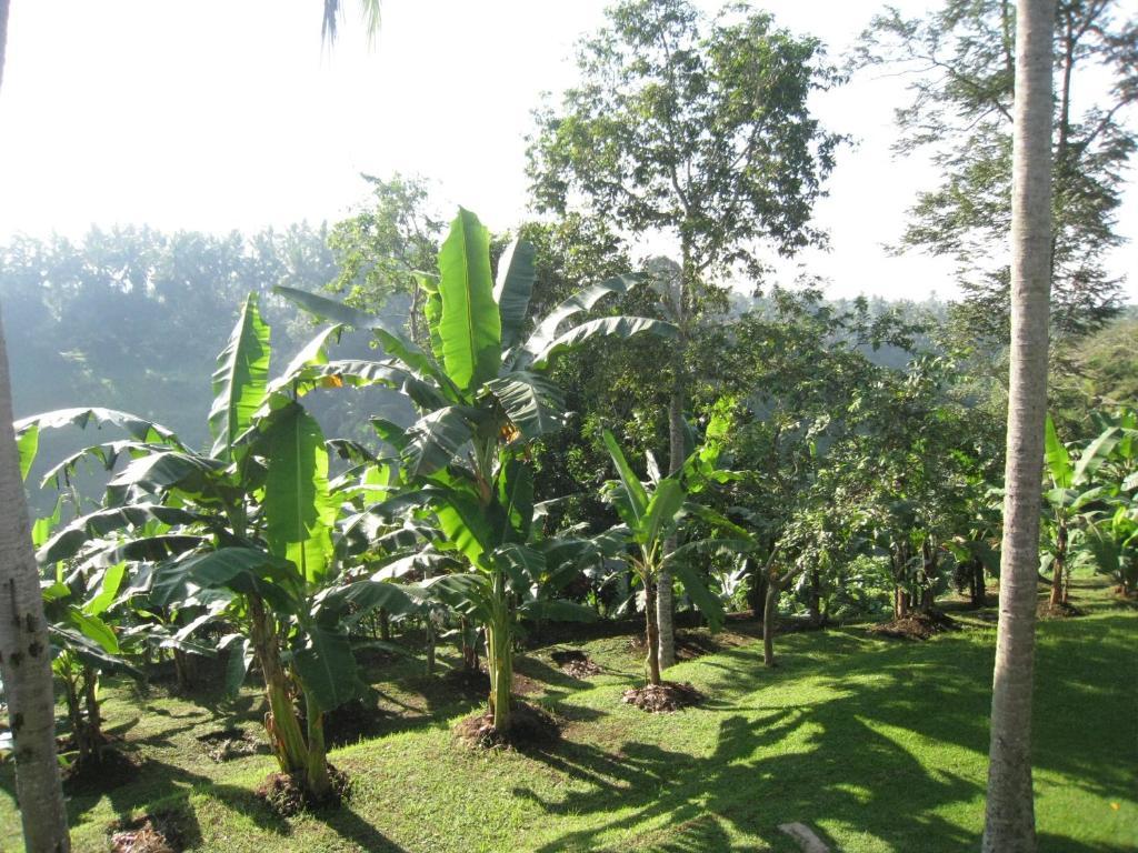 Sanggingan Villa Ubud Szoba fotó